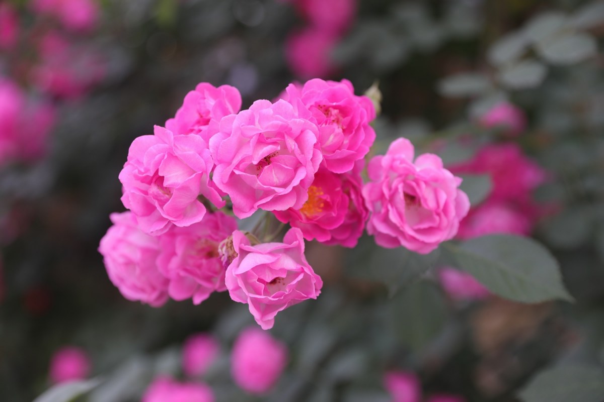 0P9A5640.jpg