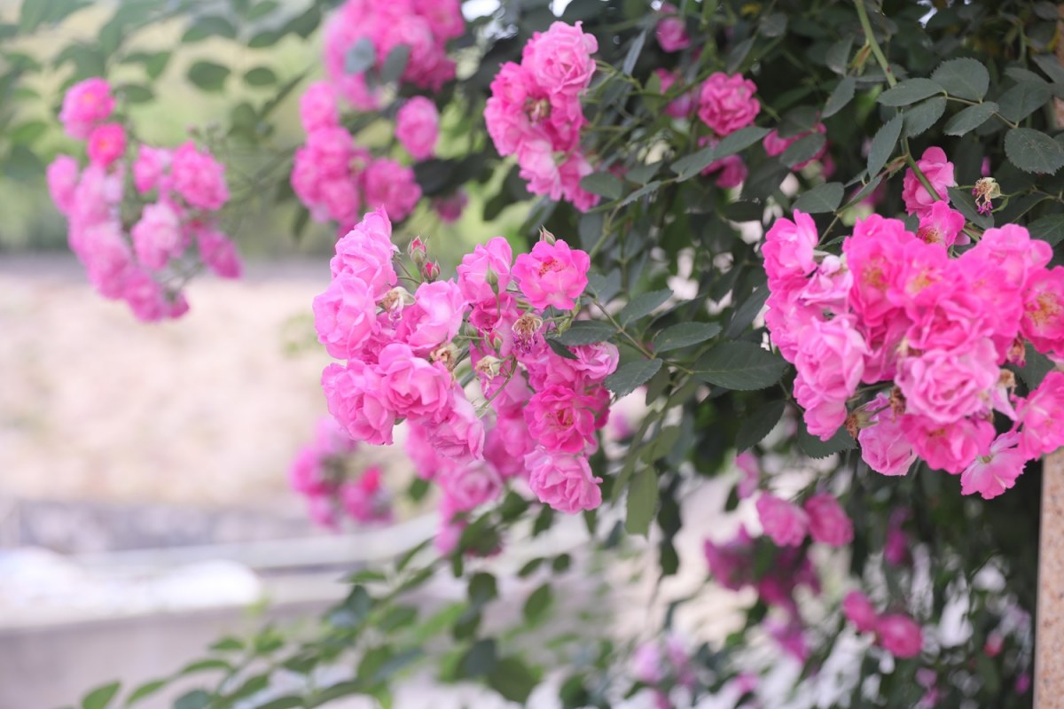 0P9A5634.jpg