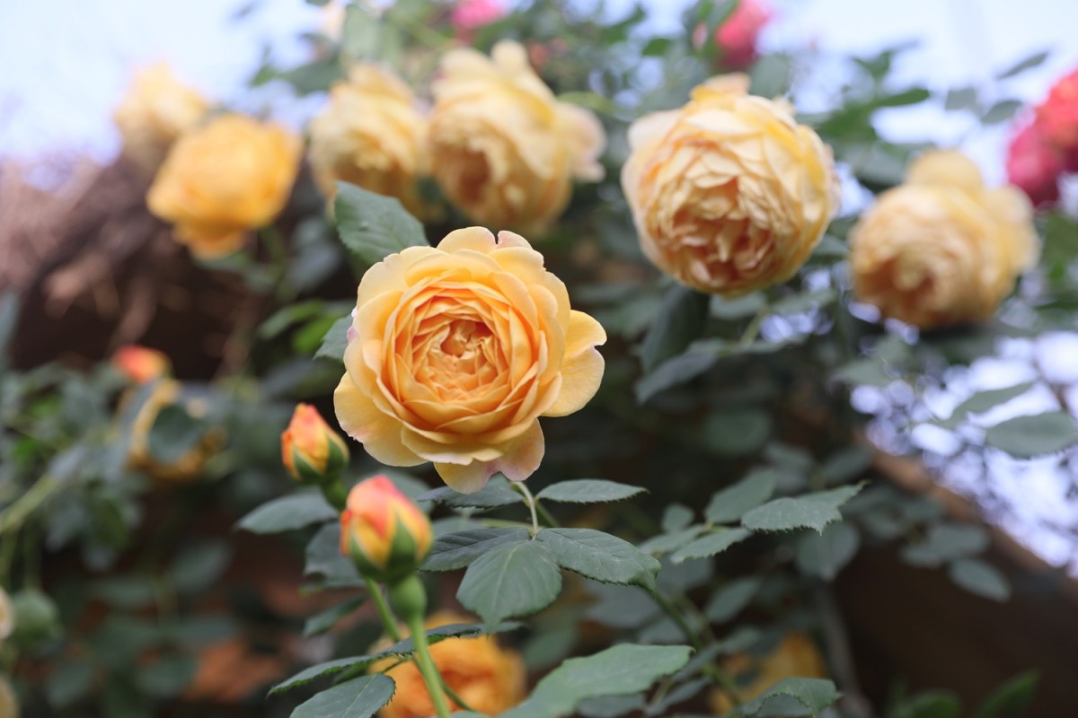 0P9A5661.jpg
