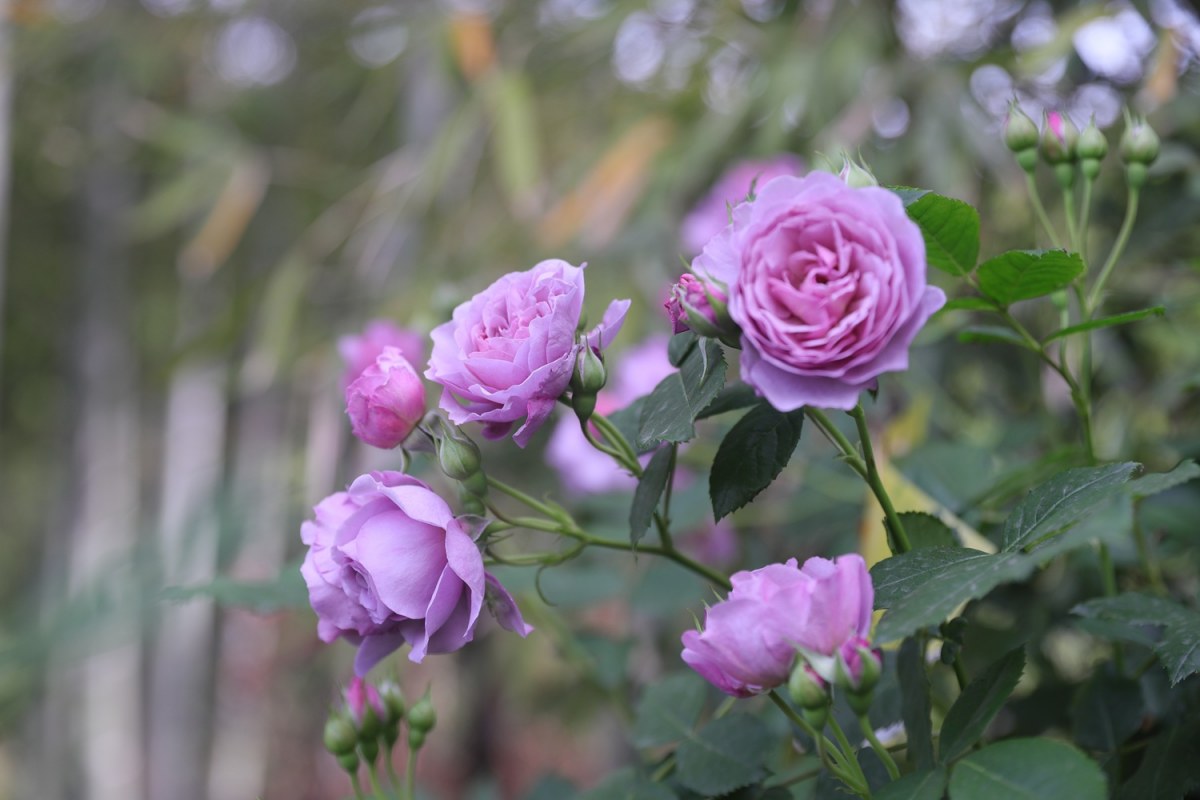 0P9A5656.jpg