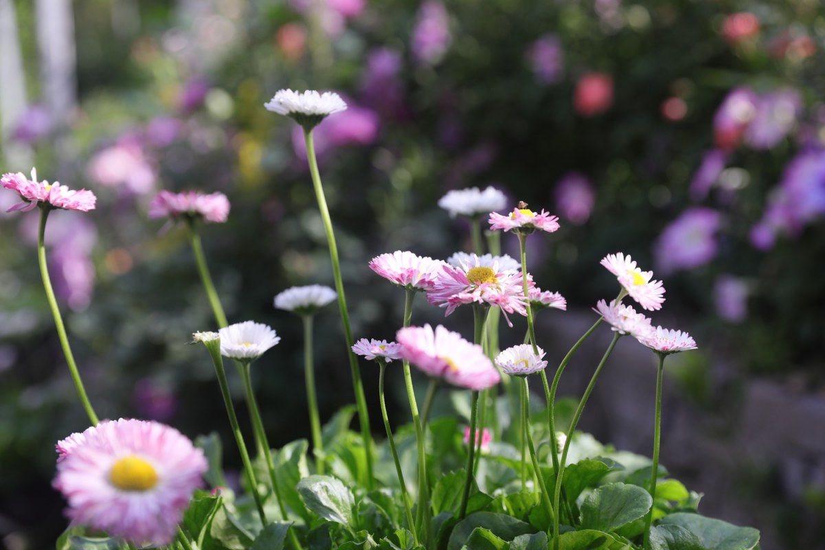 0P9A5680.jpg