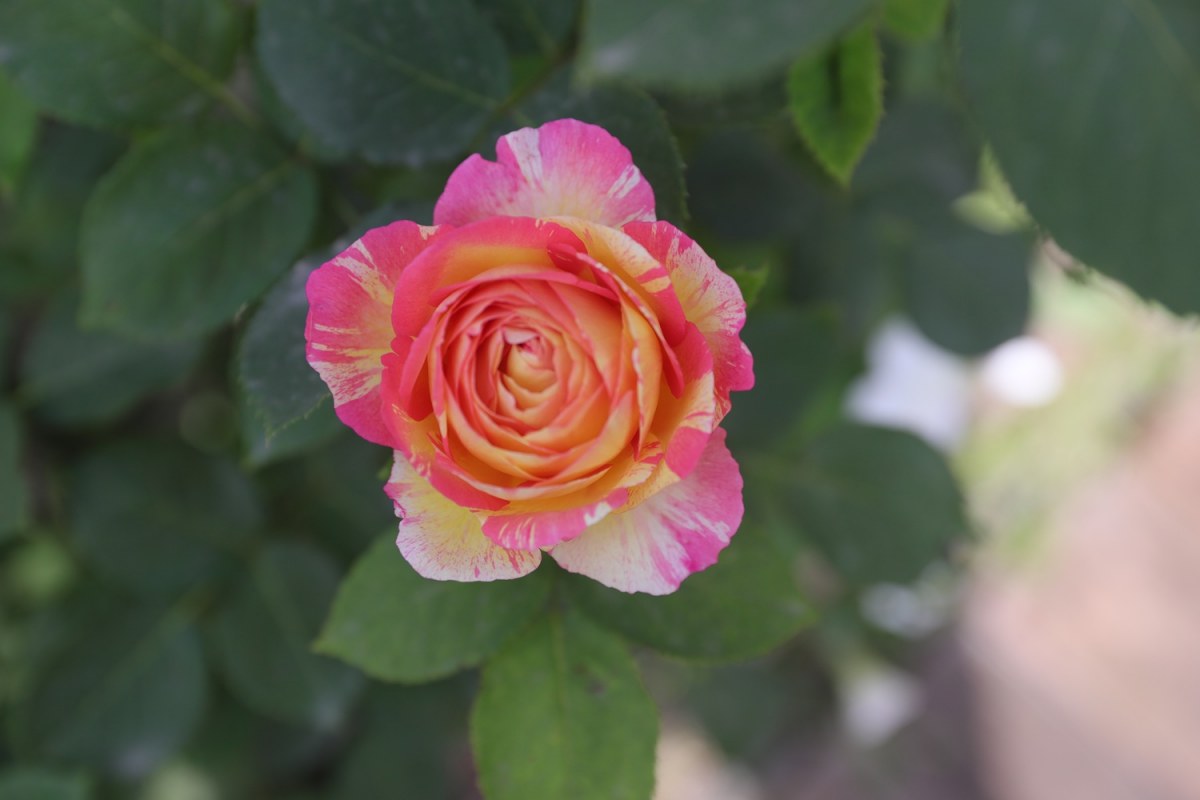 0P9A5689.jpg