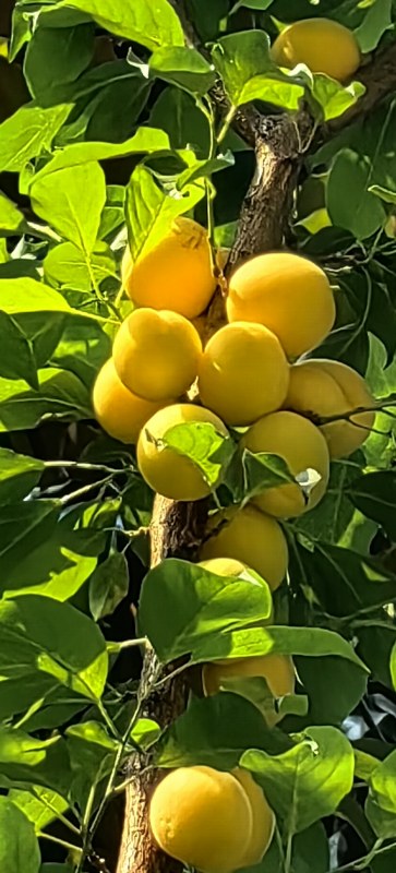 ϵ