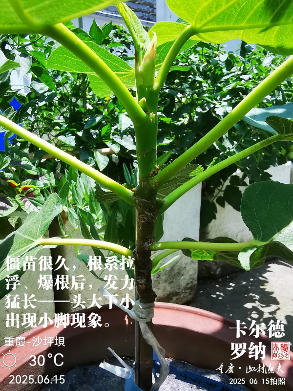 IMG_20250615_123248.jpg