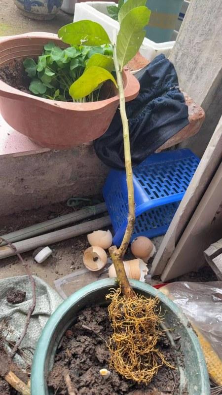 �յ����ָ����е�ȱˮ������ˮ����