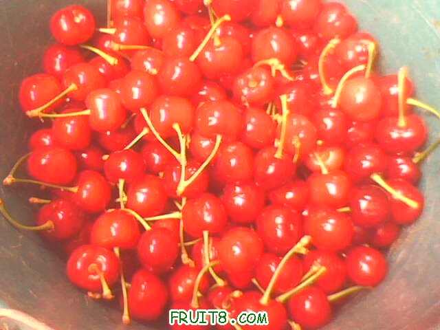 IMG0243A.jpg