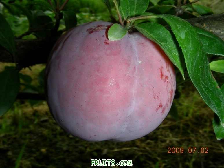 DSCN7475.JPG