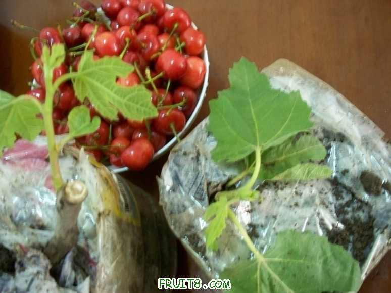 100_2686.JPG