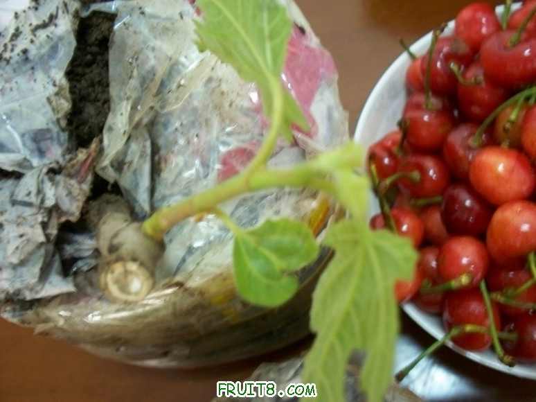 100_2689.JPG