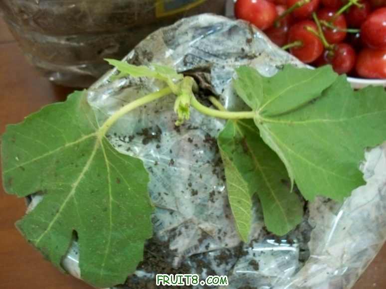 100_2688.JPG