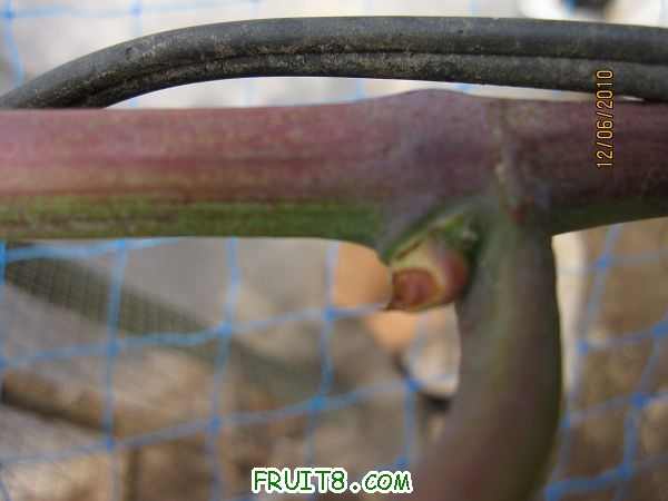 Ħ�����ߵ�ѿ