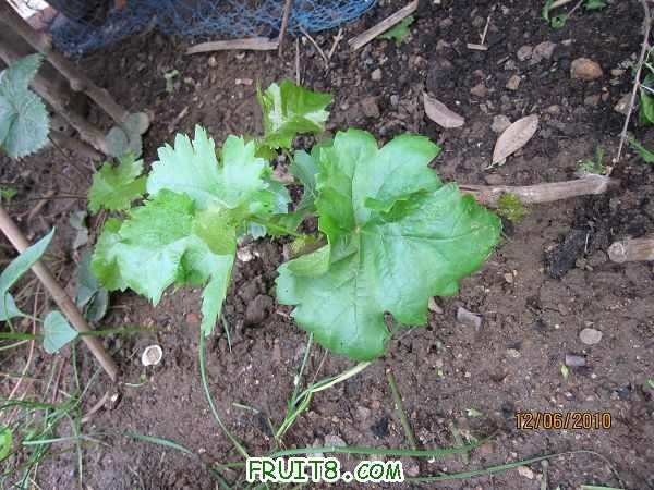 �ϰ�ĺ챦ʯ�޺˶��硣���쿴���һ������Ҳ��ѿ�ˡ�