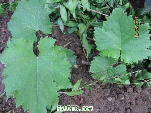 �������֦��ѿ