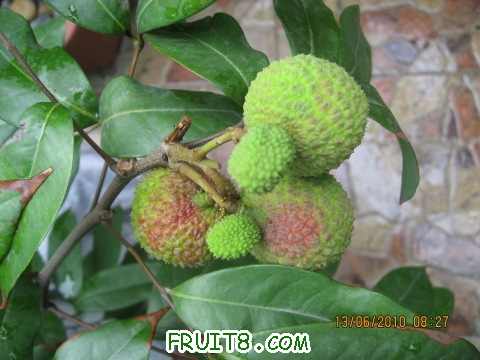 IMG_2558_copy.jpg