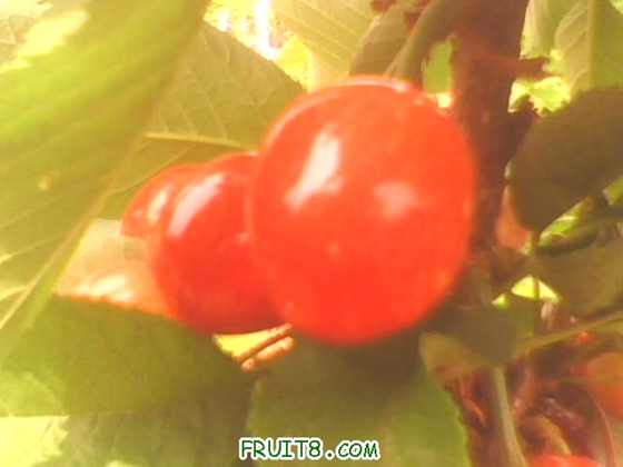 IMG0239A.jpg