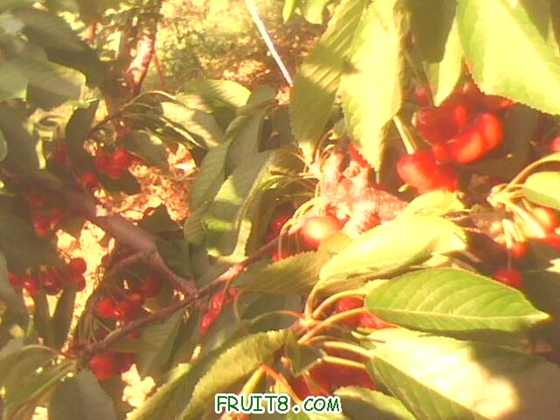 IMG0235A.jpg