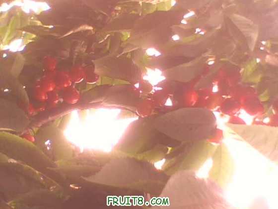 IMG0241A.jpg