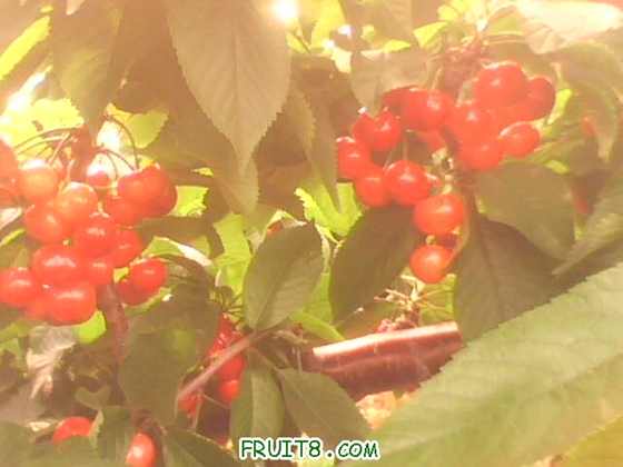 IMG0242A.jpg