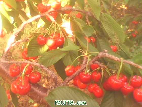 IMG0234A.jpg