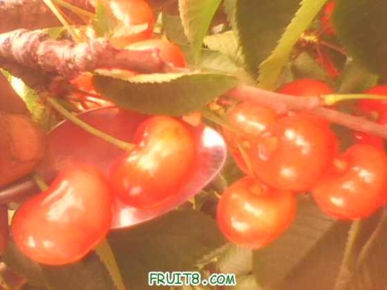 IMG0246A.jpg
