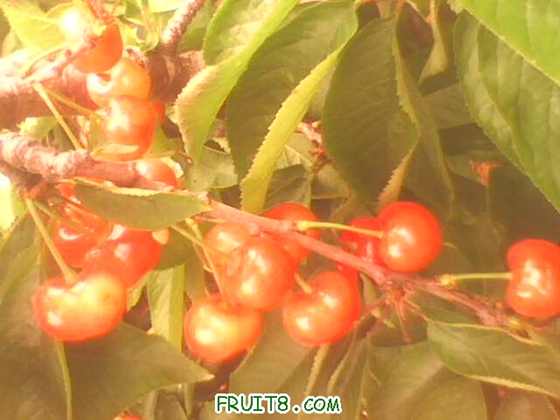 IMG0245A.jpg