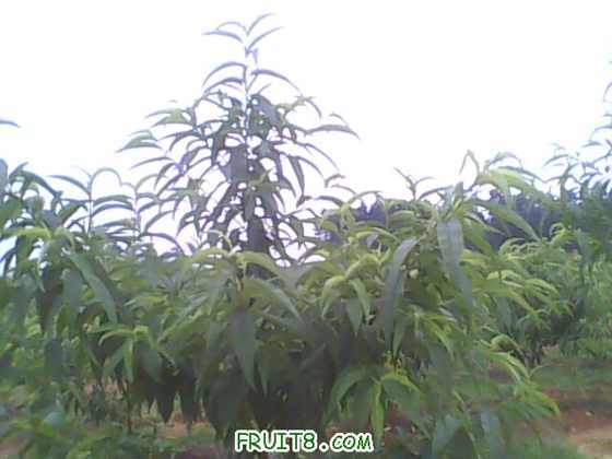 IMG0588A.jpg
