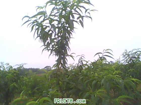 IMG0589A.jpg