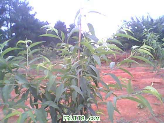 IMG0587A.jpg