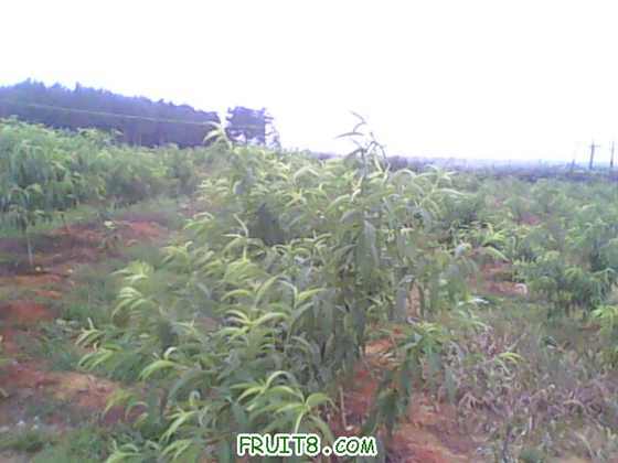 IMG0590A.jpg