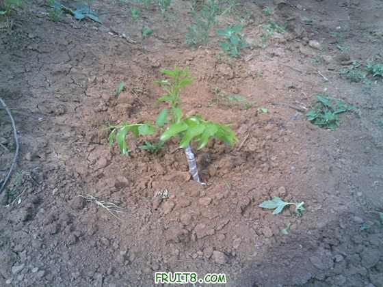 ��ų�����õ�һ���ˣ� �ܶ඼�Ǹո�ð�̡�