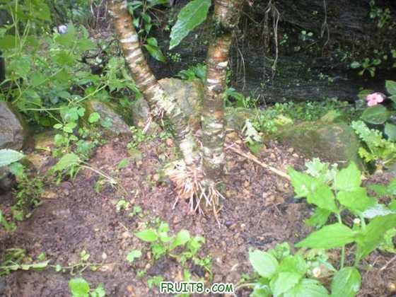 ��һ�N���Ҙ�(���ô�),�����ͽ�L��ϵ