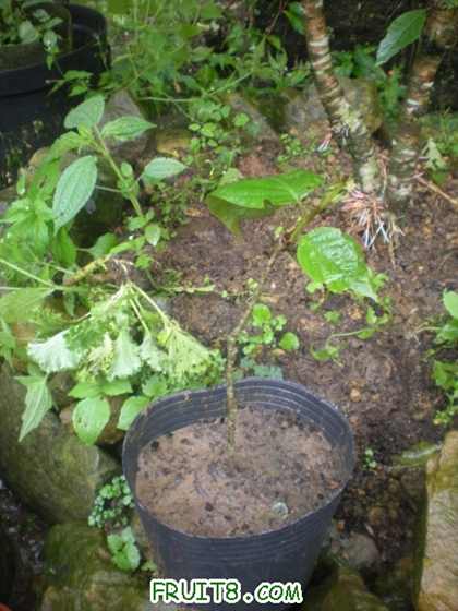 ���ô���Ҿ�Ȼ�S׃Ǫ��͕�����...