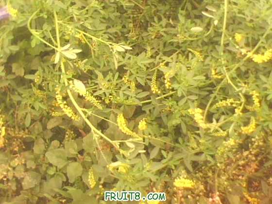 IMG0247A.jpg