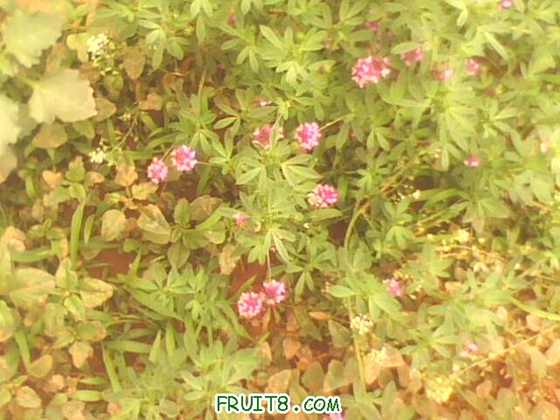 IMG0248A.jpg