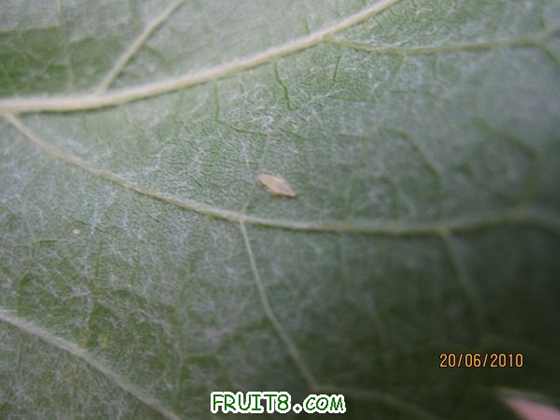 ����ĳ��������ˡ�����֪����ɶ������