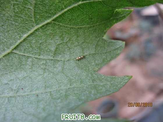 ���ֻ�ɣ���С������