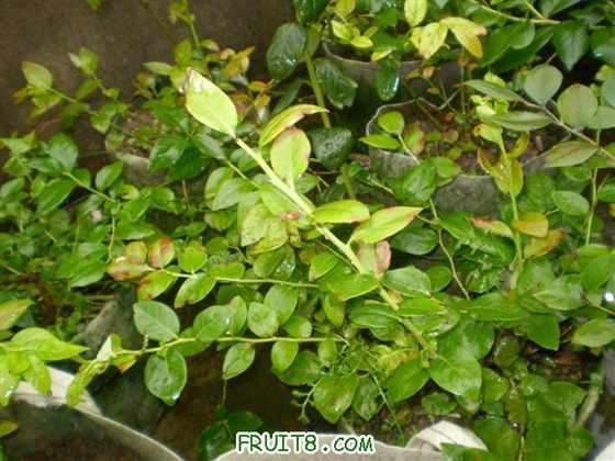 P6220006 (С��).JPG