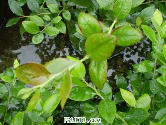 P6220013 (С��).JPG