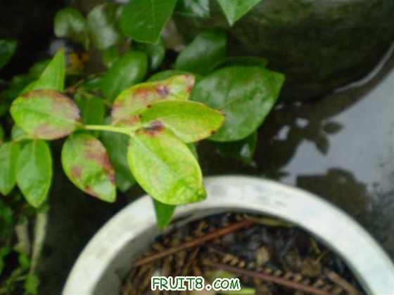 P6220012 (С��).JPG