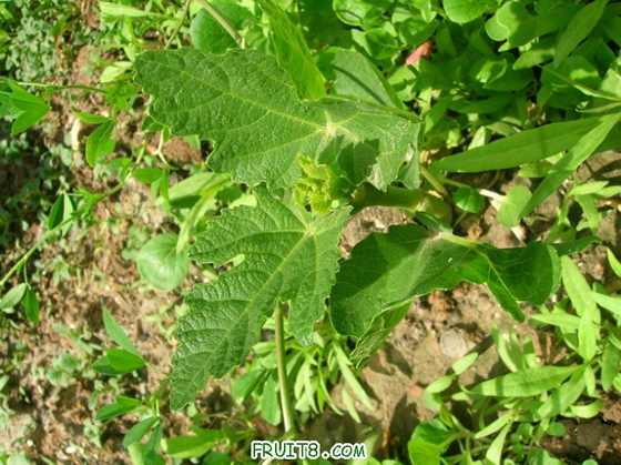 DSCN5842_С.JPG