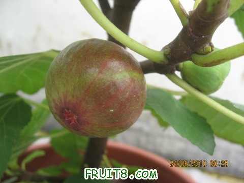 IMG_2907_copy.jpg