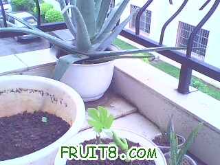 IMG0454A.jpg