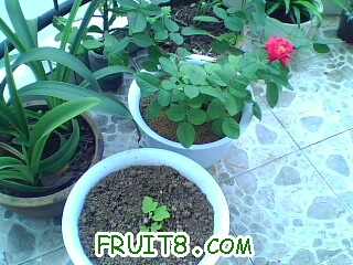 IMG0386A.jpg
