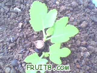 IMG0442A.jpg