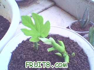 IMG0453A.jpg
