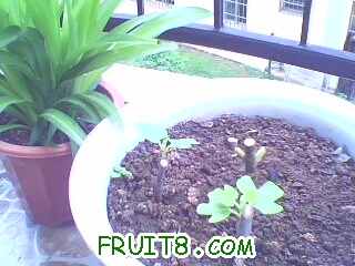 IMG0484A.jpg