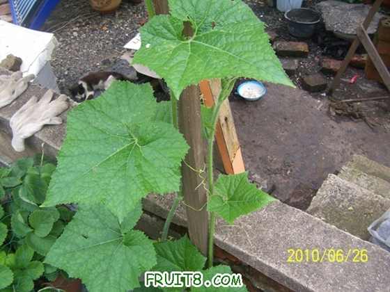 100_9275.JPG