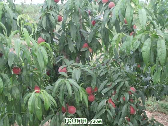 6��27 ����Ʒ�� 005.jpg