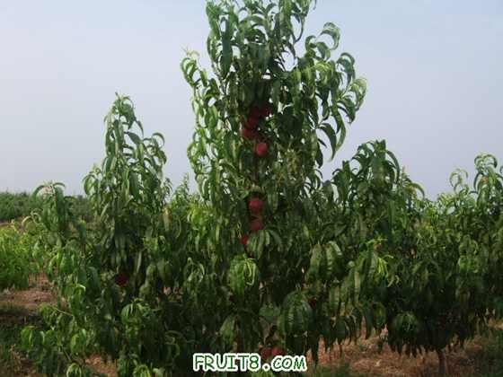 6��27 ����Ʒ�� 018.jpg