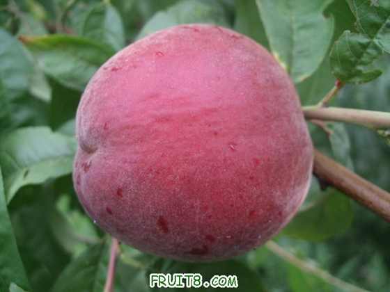 6��27 ����Ʒ�� 010.jpg